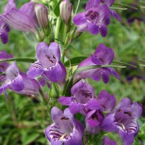 Penstemon Mexicali 'Pikes Peak Purple' Beardtongue from Moose Crossing Garden Center