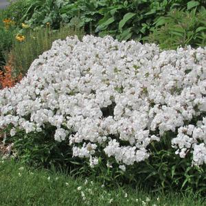 Phlox paniculata 'Minnie Pearl' Tall Garden Phlox from Moose Crossing Garden Center