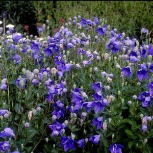 Platycodon grandiflorus 'Mariesii Blue' Balloon Flower from Moose Crossing Garden Center