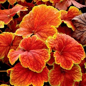 Heuchera hybrid 'Delta Dawn' Coral Bells from Moose Crossing Garden Center