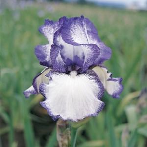 Iris germanica 'Hemstitched' German Iris from Moose Crossing Garden Center