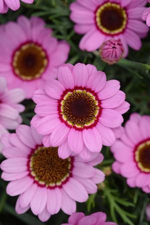 Argyranthemum frutescens 'Grandaisy Pink Halo' Marguerite Daisy from Moose Crossing Garden Center