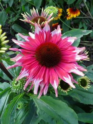 Echinacea purpurea 'Playful Meadow Mama' Coneflower from Moose Crossing Garden Center