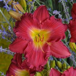 Hemerocallis hybrid 'Romantic Returns' Daylily from Moose Crossing Garden Center