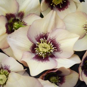 Helleborus 'Sandy Shores' Lenten Rose from Moose Crossing Garden Center