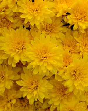 Chrysanthemum Garden Mum 'Gold Riot Yellow' Garden Mum from Moose Crossing Garden Center
