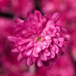 Chrysanthemum Garden Mum 'Jacqueline Pink' Garden Mum from Moose Crossing Garden Center