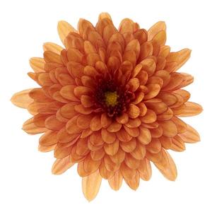 Chrysanthemum Garden Mum 'Morgana Orange' Garden Mum from Moose Crossing Garden Center