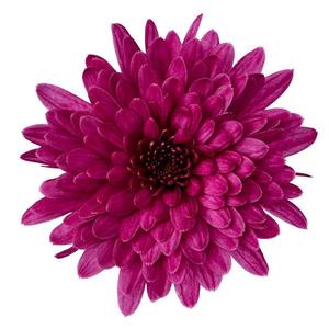 Chrysanthemum Garden Mum 'Morgana Purple' Garden Mum from Moose Crossing Garden Center