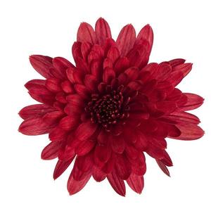 Chrysanthemum Garden Mum 'Morgana Red' Garden Mum from Moose Crossing Garden Center