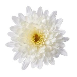 Chrysanthemum Garden Mum 'Morgana White' Garden Mum from Moose Crossing Garden Center