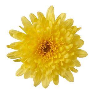 Chrysanthemum Garden Mum 'Morgana Yellow' Garden Mum from Moose Crossing Garden Center