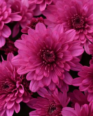 Chrysanthemum Garden Mum 'Paintbox Purple' Garden Mum from Moose Crossing Garden Center