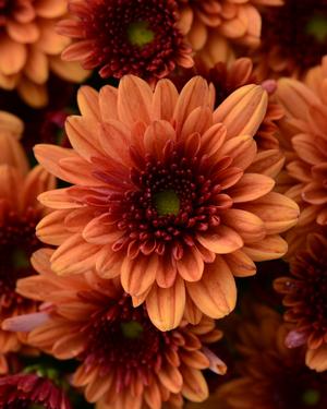 Chrysanthemum Garden Mum 'Pop Eye Orange' Garden Mum from Moose Crossing Garden Center
