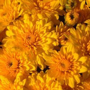 Chrysanthemum Garden Mum 'Sundance Yellow' Garden Mum from Moose Crossing Garden Center