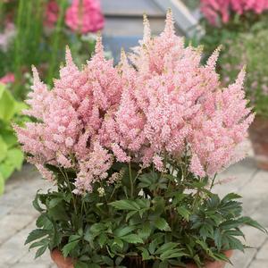 Astilbe hybrid 'Younique Salmon' Astilbe from Moose Crossing Garden Center