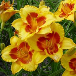 Hemerocallis hybrid 'Blackberry Sherbert' Daylily from Moose Crossing Garden Center