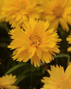 Coreopsis grandiflora 'Double the Sun' Tickseed from Moose Crossing Garden Center