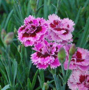 Dianthus hybrid 'Everlast Lilac Eye' Maiden Pinks from Moose Crossing Garden Center