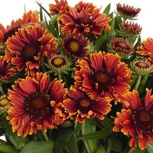 Gaillardia grandiflora 'Spin Top Yellow Touch' Blanket Flower from Moose Crossing Garden Center