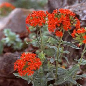 Lychnis chalcedonica 'Burning Love' Maltese Cross from Moose Crossing Garden Center