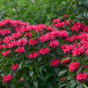 Monarda didyma 'Sugar Buzz Cherry Pops' Bee Balm from Moose Crossing Garden Center