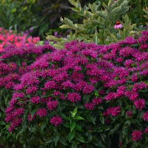 Monarda didyma 'Sugar Buzz Grape Gumball' Bee Balm from Moose Crossing Garden Center