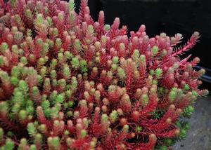 Sedum 'Red Wiggle' Stonecrop from Moose Crossing Garden Center