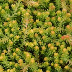Sedum 'Golddigger' Stonecrop from Moose Crossing Garden Center