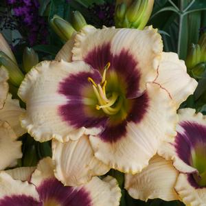 Hemerocallis hybrid 'Blueberry Candy' Daylily from Moose Crossing Garden Center
