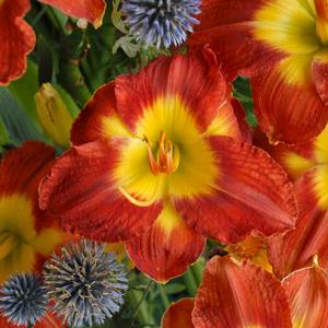 Hemerocallis hybrid 'Passion for Red' Daylily from Moose Crossing Garden Center