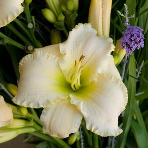Hemerocallis hybrid 'Early Snow' Daylily from Moose Crossing Garden Center