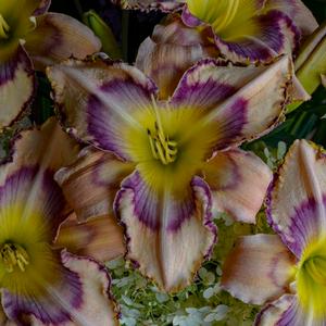Hemerocallis hybrid 'Handwriting on the Wall' Daylily from Moose Crossing Garden Center