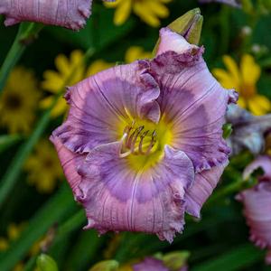 Hemerocallis hybrid 'Lavender Blue Baby' Daylily from Moose Crossing Garden Center