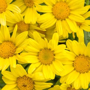 Argyranthemum frutescens 'Golden Butterfly' Marguerite Daisy from Moose Crossing Garden Center