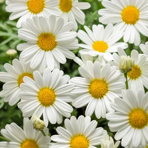 Argyranthemum frutescens 'Pure White Butterfly' Marguerite Daisy from Moose Crossing Garden Center
