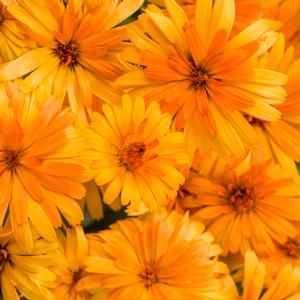 Calendula 'Lady Godiva Orange' Calendula from Moose Crossing Garden Center