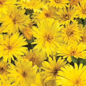 Calendula 'Lady Godiva Yellow' Calendula from Moose Crossing Garden Center