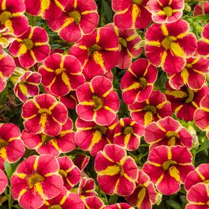 Calibrachoa hybrid 'Cardinal Star' Superbells from Moose Crossing Garden Center