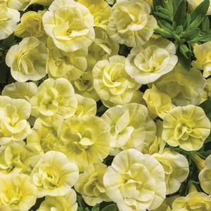 Calibrachoa hybrid 'Double Chiffon' Superbells from Moose Crossing Garden Center