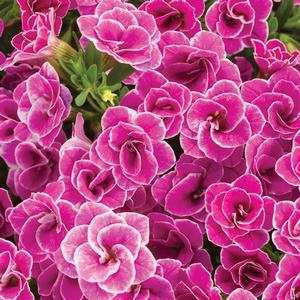 Calibrachoa hybrid 'Double Love Swept' Superbells from Moose Crossing Garden Center