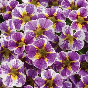Calibrachoa hybrid 'Holy Smokes' Superbells from Moose Crossing Garden Center