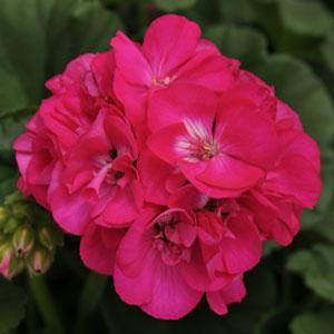 Geranium Zonal 'Dynamo Purple' Geranium from Moose Crossing Garden Center