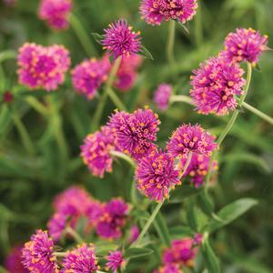 Gomphrena 'Truffula Pink' Gomphrena from Moose Crossing Garden Center