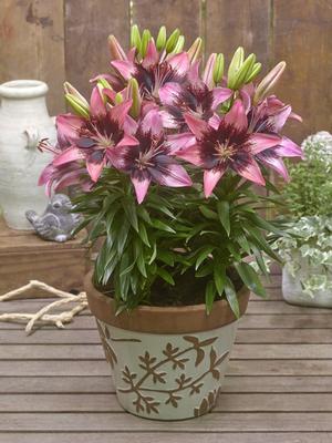 Lilium asiatic 'Hot Spot Pink' Asiatic Lily from Moose Crossing Garden Center