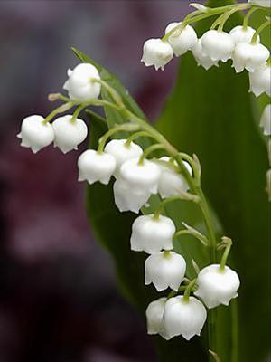 Convallaria majalis 'Prolificans' Lily of the Valley from Moose Crossing Garden Center