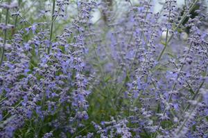 Perovskia atriplicifolia 'Little Lace' Russian Sage from Moose Crossing Garden Center