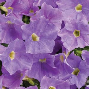 Petunia hybrid 'Supertunia Blue Skies' Petunia from Moose Crossing Garden Center