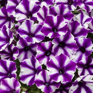 Petunia hybrid 'Supertunia Violet Star Charm' Petunia from Moose Crossing Garden Center
