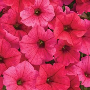 Petunia hybrid 'Supertunia Vista Paradise' Petunia from Moose Crossing Garden Center